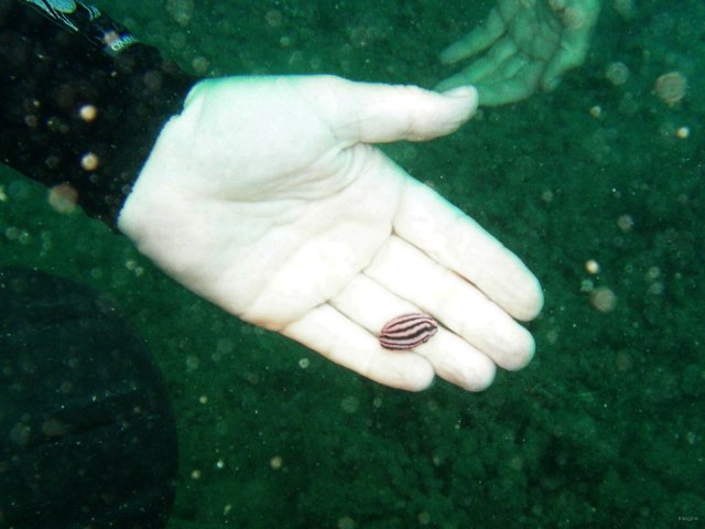 75- Minuscule nudibranche 